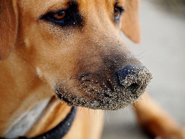 Dog with a sandy nose on the beach in Ecuador