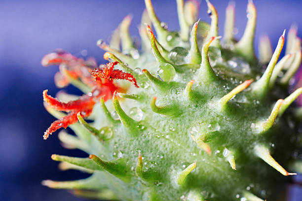 istock Close up of a green and red round thorn 480141496