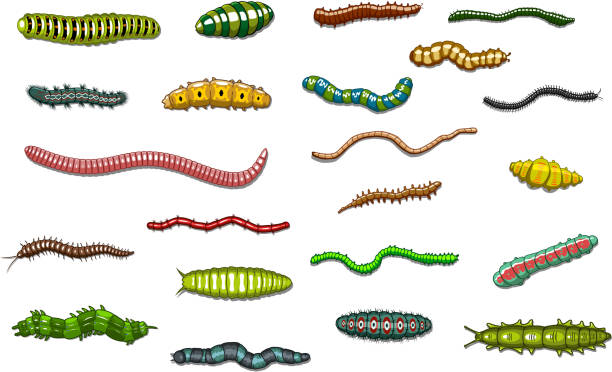 Crawling caterpillars and worms in cartoon style Cartoonl crawling and wriggling caterpillars and worms with stripes, spot, and urticating hairs for biology or ecology design larva stock illustrations