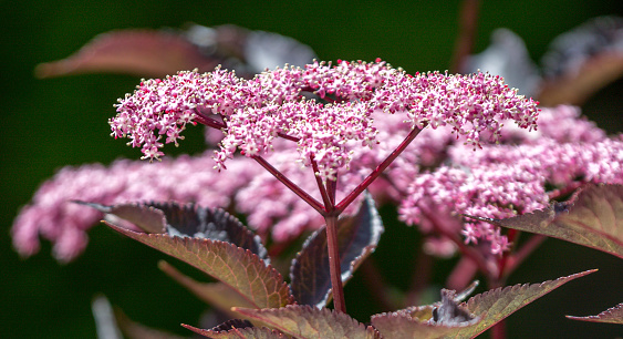 Macro of a red leaved elder flower - Sambucus nigra 