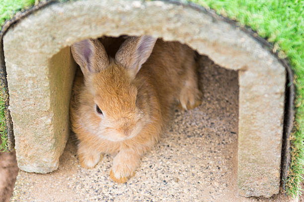 istock little rabbit lying in a rabbit house 480142126