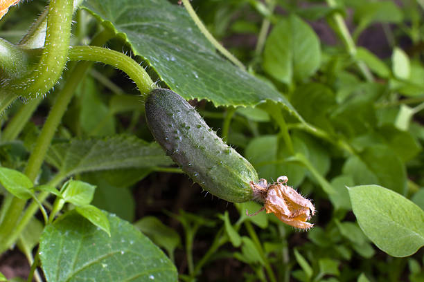 istock growing cucumber in the hothouse 480142254