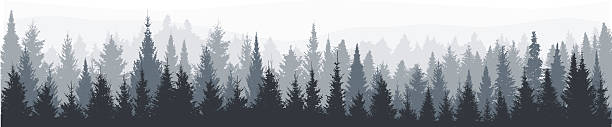 illustrations, cliparts, dessins animés et icônes de panorama de la forêt de sapin - forest tree pine pine tree