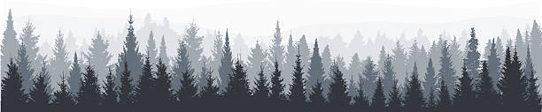 bildbanksillustrationer, clip art samt tecknat material och ikoner med fir tree forest panorama - städsegrönt träd