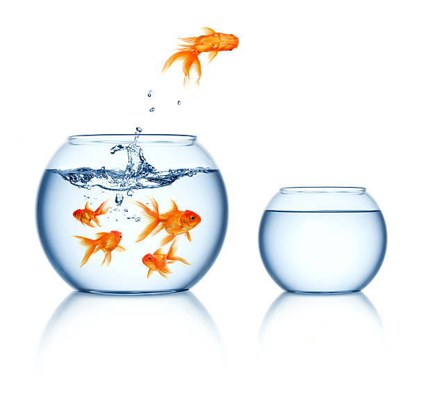 istock Goldfishes in a fishbowl 480143572