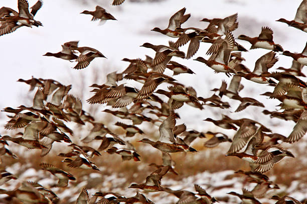 istock Large flock of Mallard Ducks during fall migration 480143791