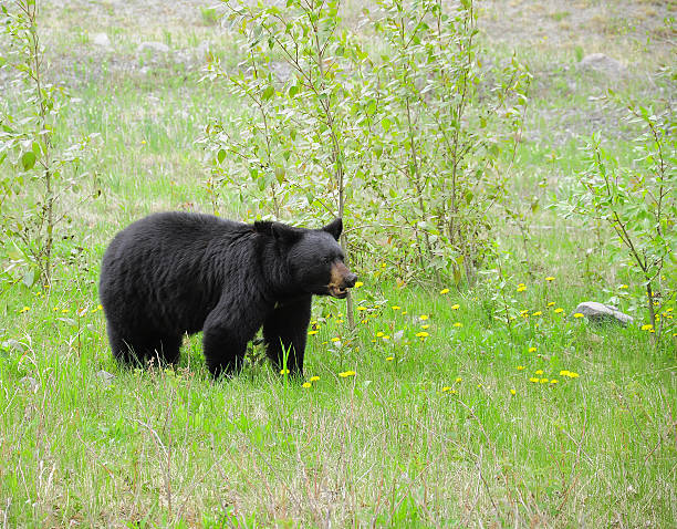 istock Black bear by Medicin lake. 480143825