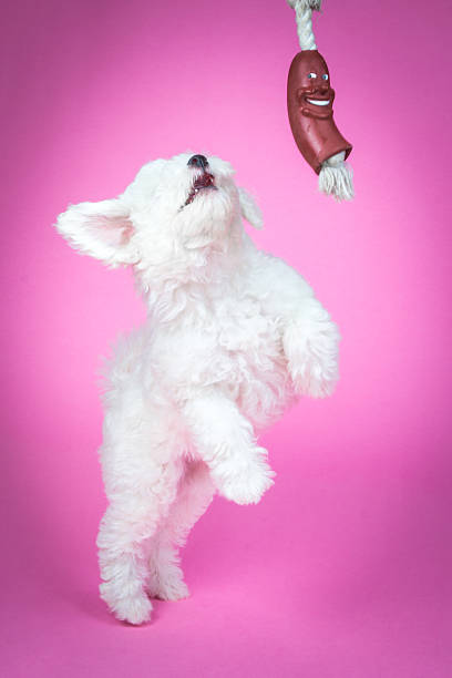Cute puppy on pink background stock photo