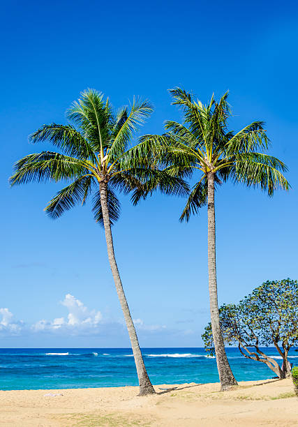 istock Cococnut Palm trees on the sandy Poipu beach in Hawaii 480144012