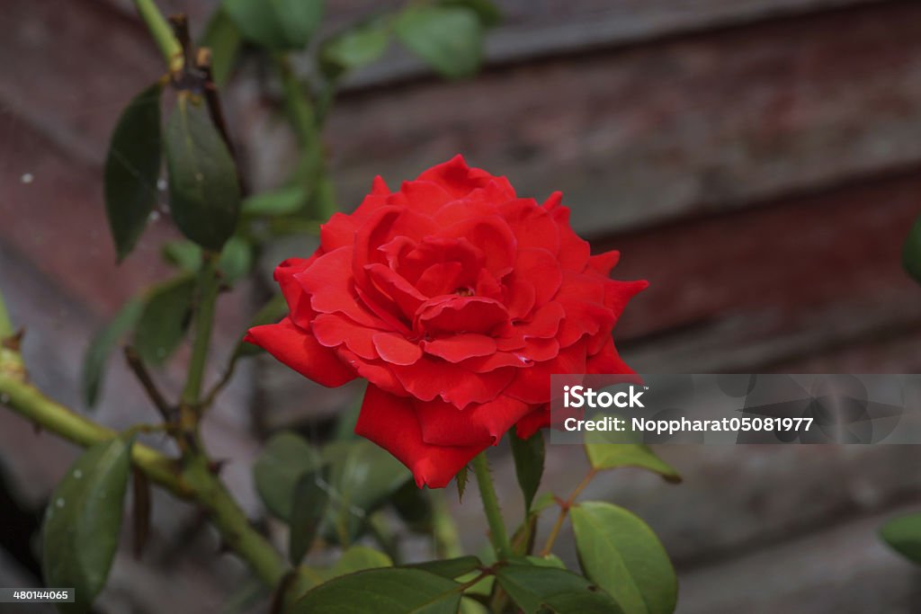 Red rose. - Photo de Bouquet formel libre de droits