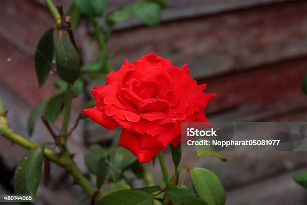 Photo libre de droit de Red Rose banque d'images et plus d'images libres de droit de Bouquet formel - Bouquet formel, Croissance, Ensemble