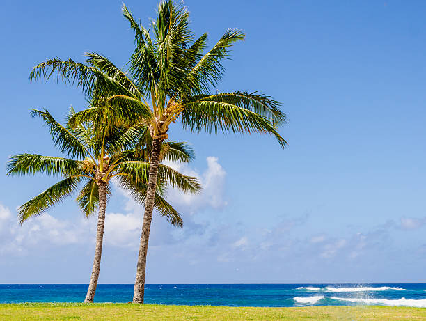istock Cococnut Palm trees on the sandy Poipu beach in Hawaii 480144094