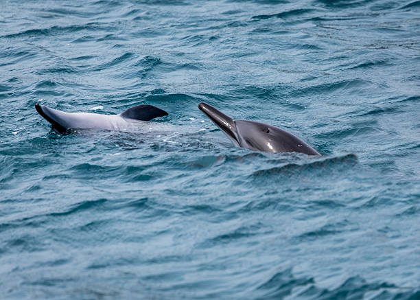 дельфин в море - dolphin porpoise mammal sea стоковые фото и изображения