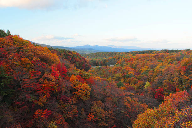 istock colorful  leaves in Gully  Matsukawa 480144587