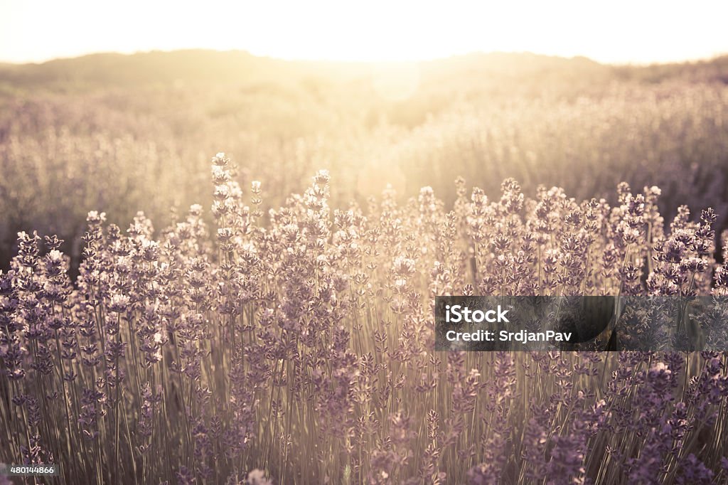 Fairytale Field Morning sun rays shining down on purple field of lavender. Agricultural Field Stock Photo