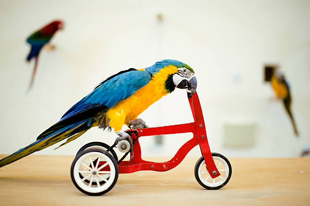 bunte papagei reiten auf roten fahrrad - hamat gader stock-fotos und bilder