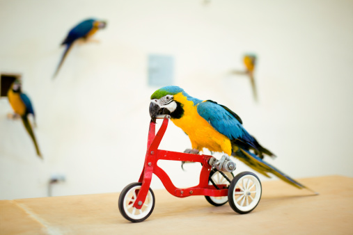 Colorful parrot riding on red bicycle close up
