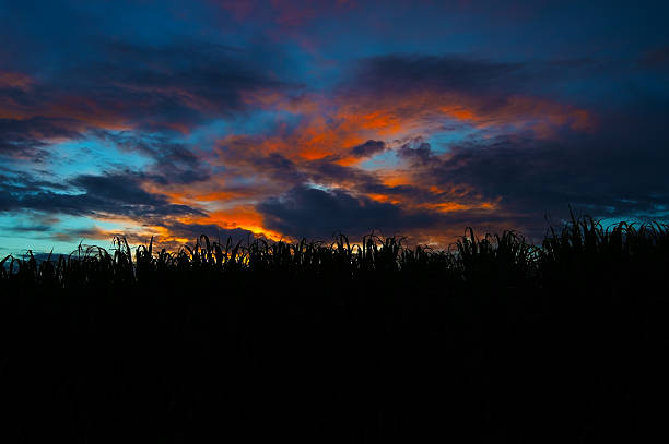 istock The Sunset of Suger Cane Field 480146735
