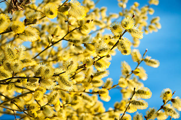 istock branches of a willow blossom in the spring 480146939