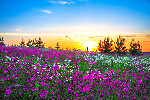 istock summer sunrise over a blossoming meadow 480146949
