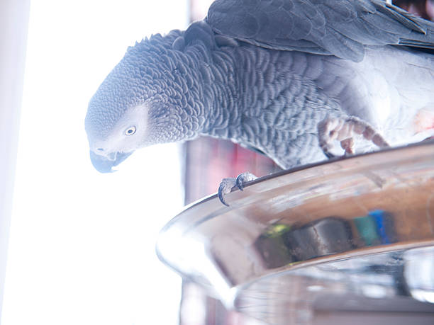 istock African Grey Parrot in the sunlight 480146959