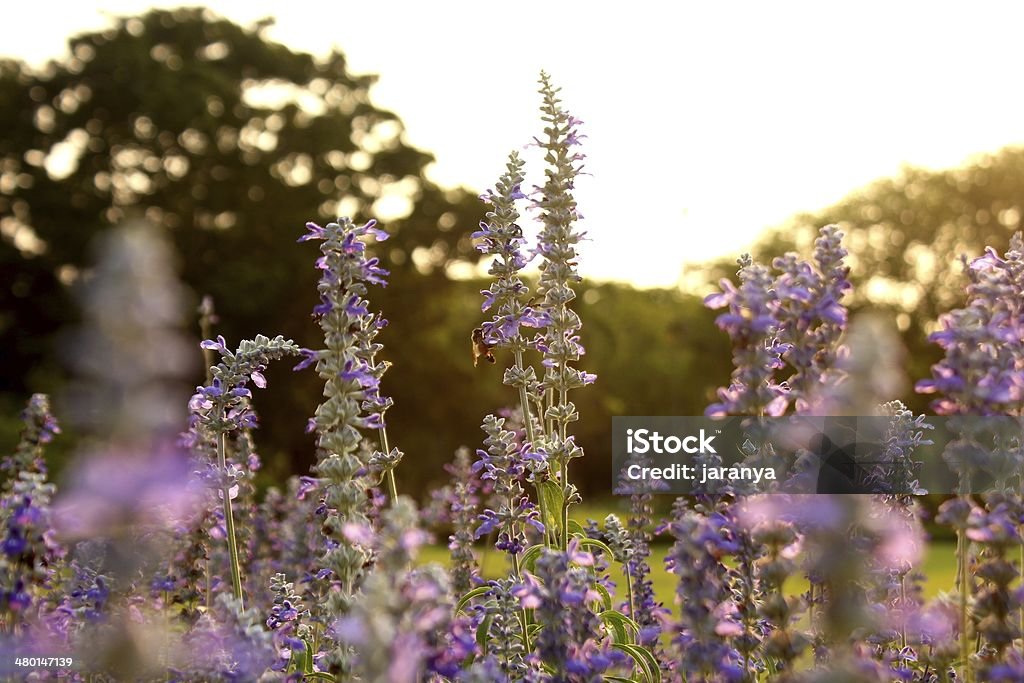 Lavendel - Lizenzfrei Agrarbetrieb Stock-Foto