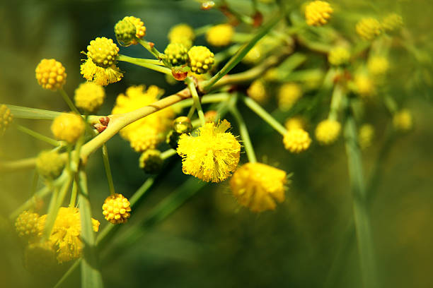 istock mimosa trees on the nature 480147163