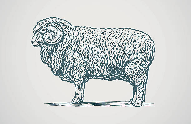 ilustrações de stock, clip art, desenhos animados e ícones de ilustração vetorial de gráfico de ram. - lamb young animal sheep livestock