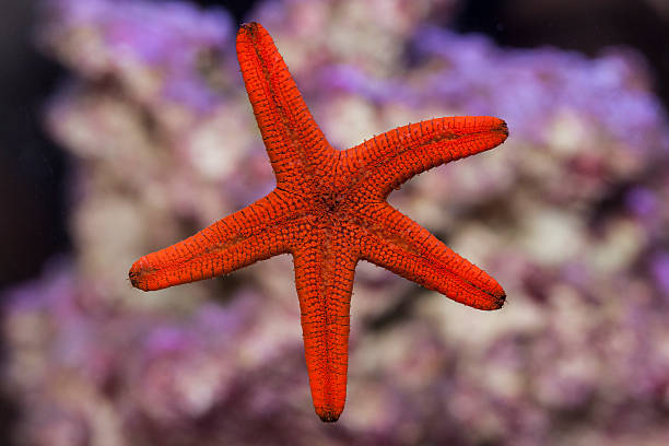 istock Red Fromia Starfish sticking to aquarium glass 480147270