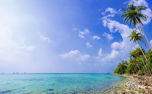 Palm tree with sunny day. Koh Samui. Taling Ngam Beach