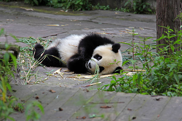 istock Sleepy Young Panda Laying Down - China 480147361