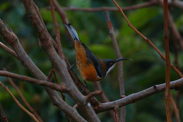 istock New Holland Honey Eater 480147706