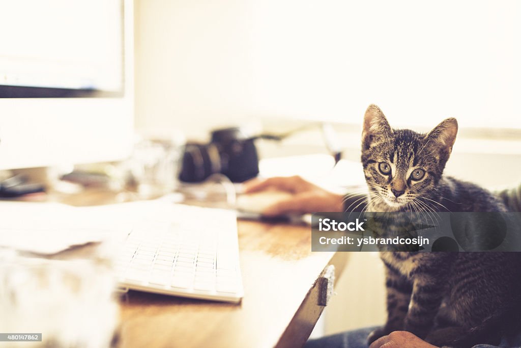 Alert little tabby kitten on a mans lap Alert little tabby kitten sitting on a mans lap as he works at his computer in an office staring intently at the camera Lap - Body Area Stock Photo