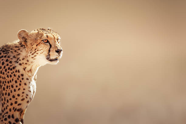 Cheetah portrait Cheetah portrait  - Kalahari desert - South Africa kgalagadi transfrontier park stock pictures, royalty-free photos & images