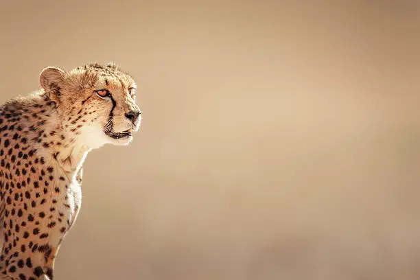 Cheetah portrait  - Kalahari desert - South Africa