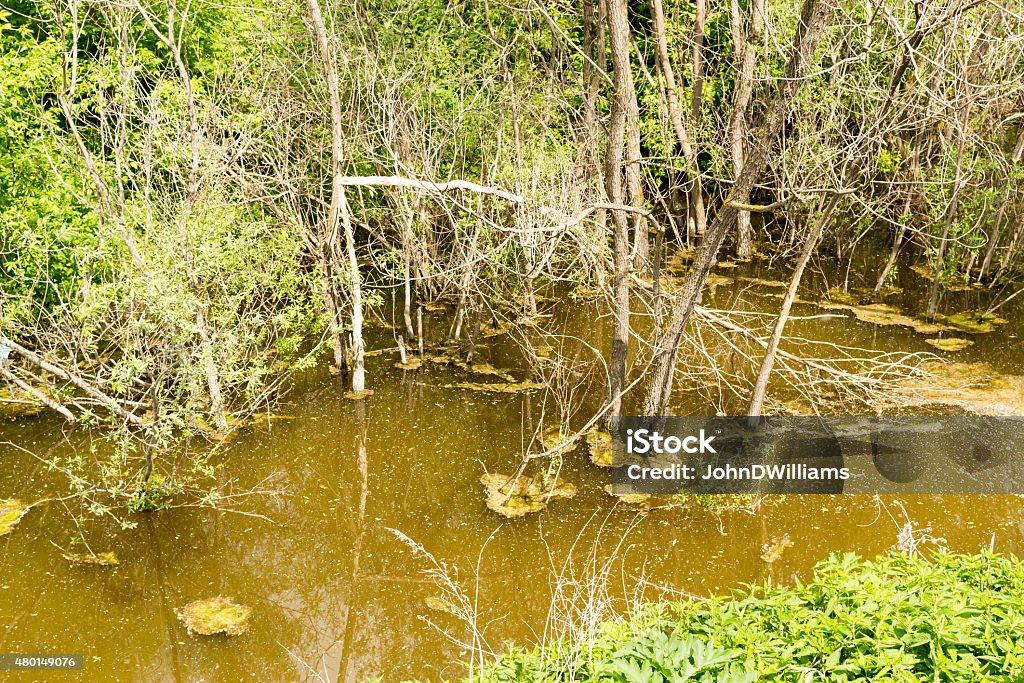 Dirty Swamp Water in a Lagoon Wild swamp water and murky green brown water 2015 Stock Photo