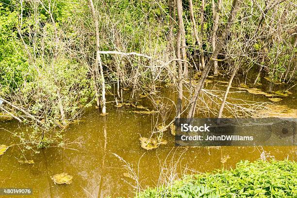 Dirty Swamp Water In A Lagoon Stock Photo - Download Image Now - 2015, Backgrounds, Brackish Water