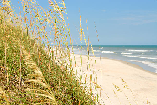 istock Grasses on the dunes at the ocean 480149168