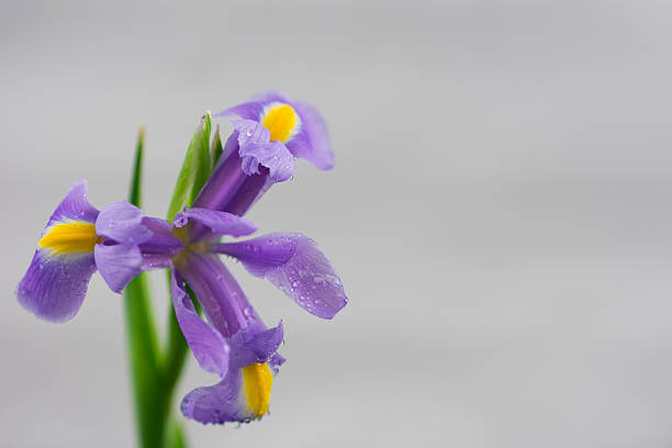Iris stock photo