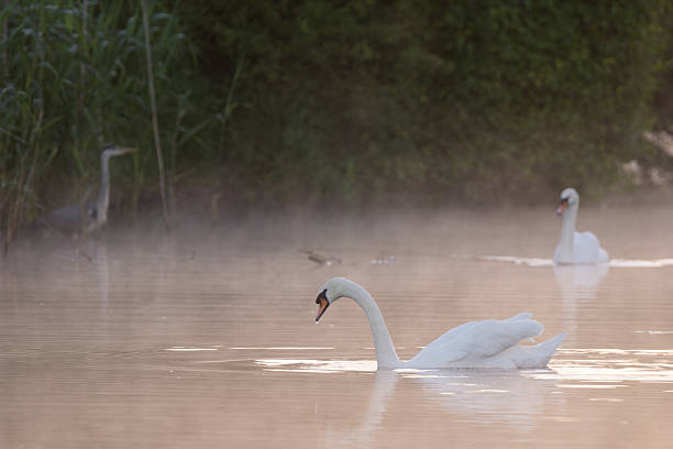 Swans on river at sunrise stock photo