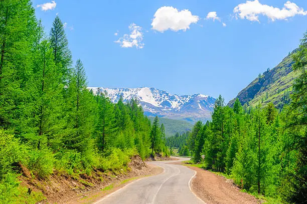 Road passing among high pinetrees in Altai in summer