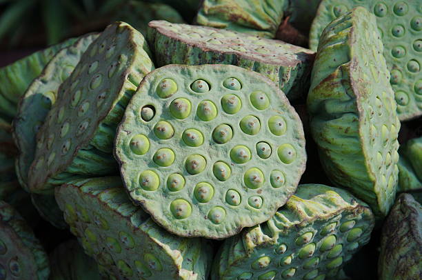 istock fresh seeds of lotus 480151028