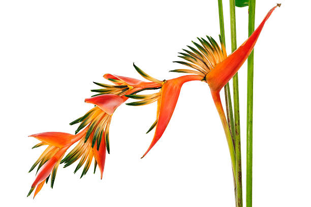 istock Tropical flower Bird of Paradise, isolated on white 480151475