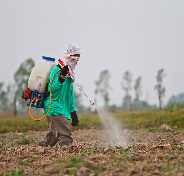 istock Man spraying vegetables in the garden 480151551