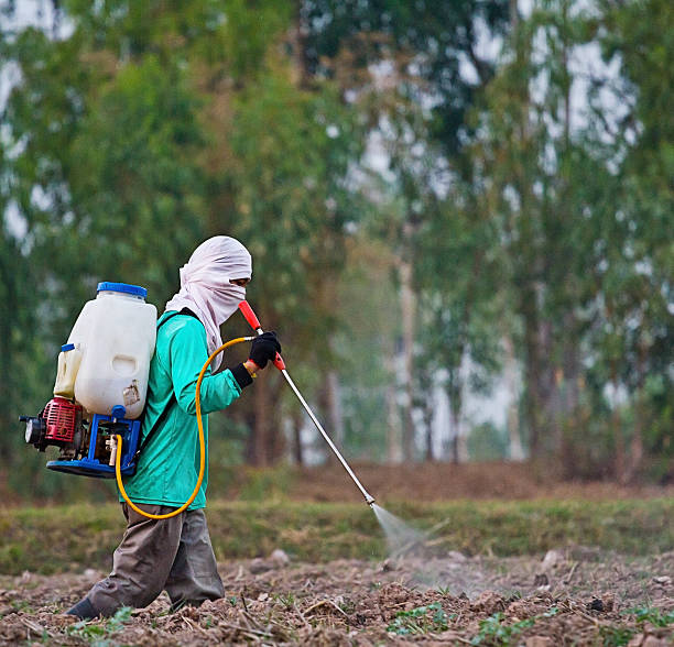 istock Man spraying vegetables in the garden 480152595