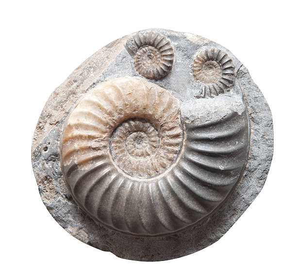 istock Plant Leaf fossil in stone, isolated on white 480153765