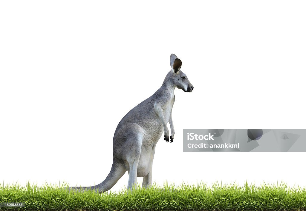 Cinza canguru isolado com gramado - Foto de stock de Canguru royalty-free