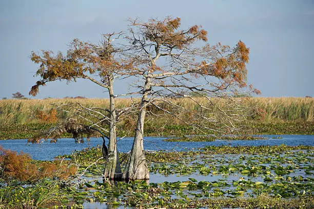 Landscapes in Everglades National Park.