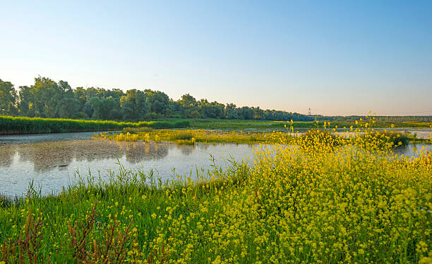 istock Wild flowers along a lake in summer at sunrise 480155340