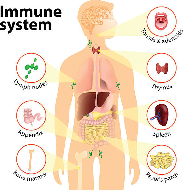 illustrazioni stock, clip art, cartoni animati e icone di tendenza di sistema immunitario - lymph node